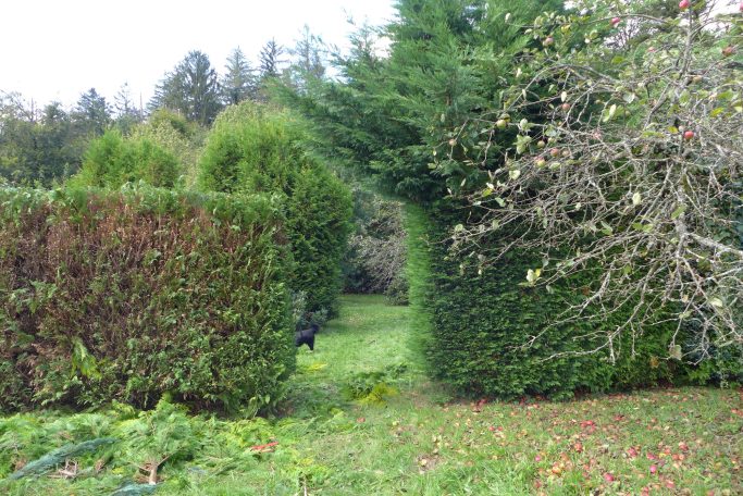 Nachher - Vorher Hecke einkürzen